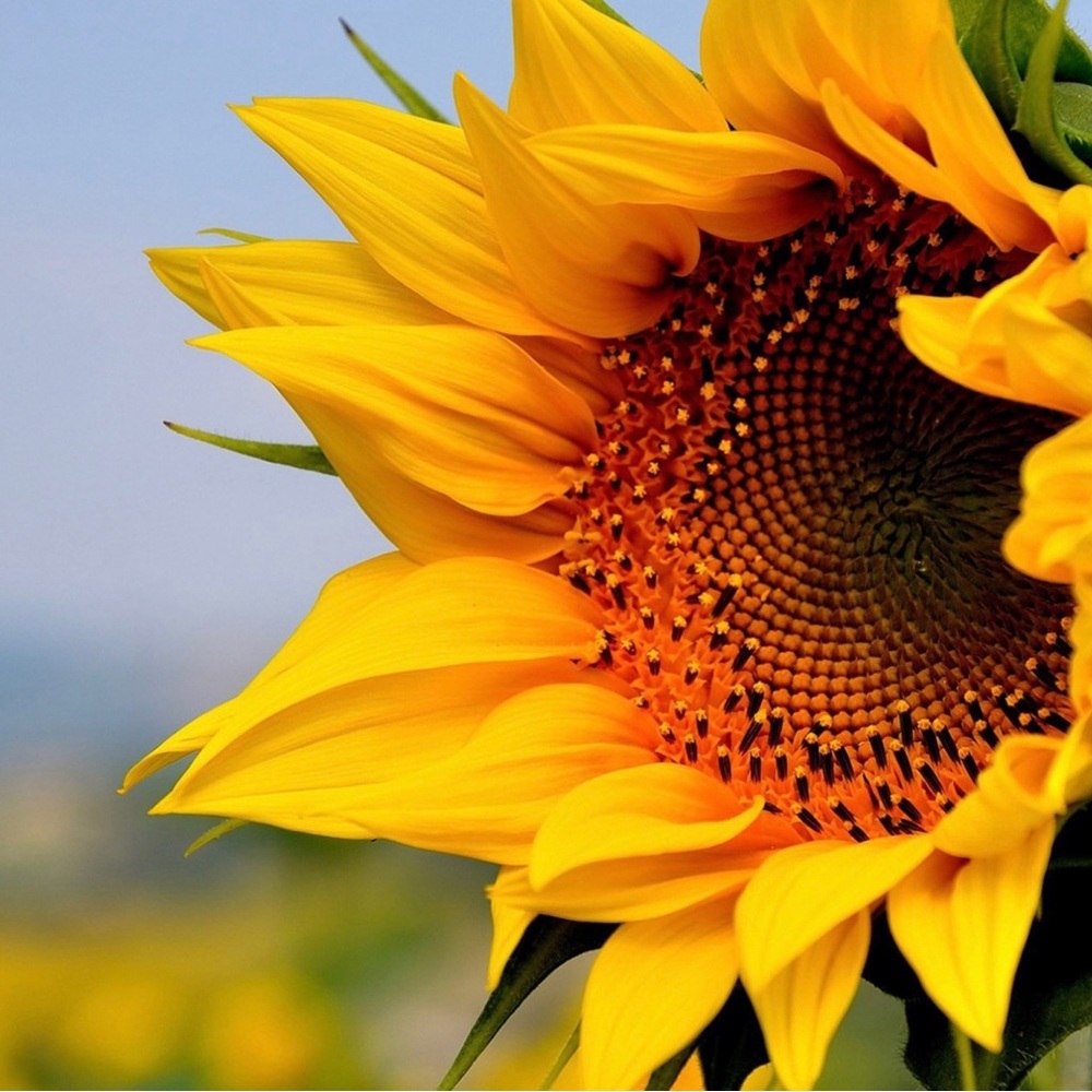 Like this listing to be notified when I go live!! Sunflower not for sale!!